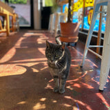 Drift - 'Summer Hot' T Shirt